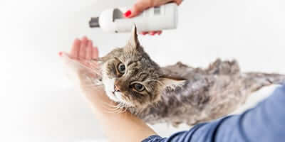 groomer-bathing-a-cat
