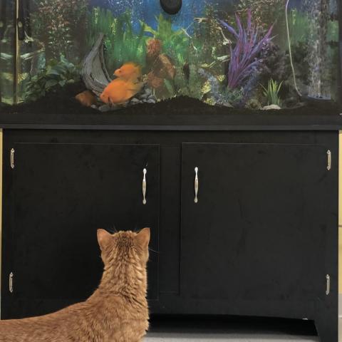 cat_staring_at_fish