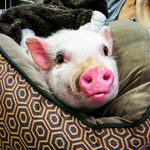 cookie-the-pig