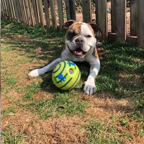 dog_playing_ball