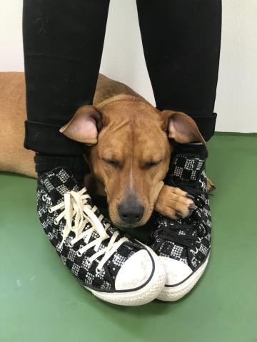 dog_sleeping_on_sneakers