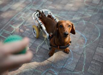 A Special-Needs Dachshund Finds the Perfect Home