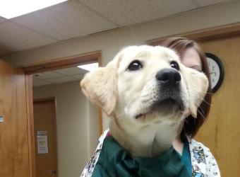 Do you remember Heather, the yellow lab puppy from last year?