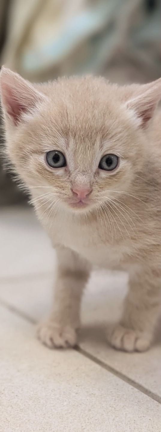 Buff Kitten