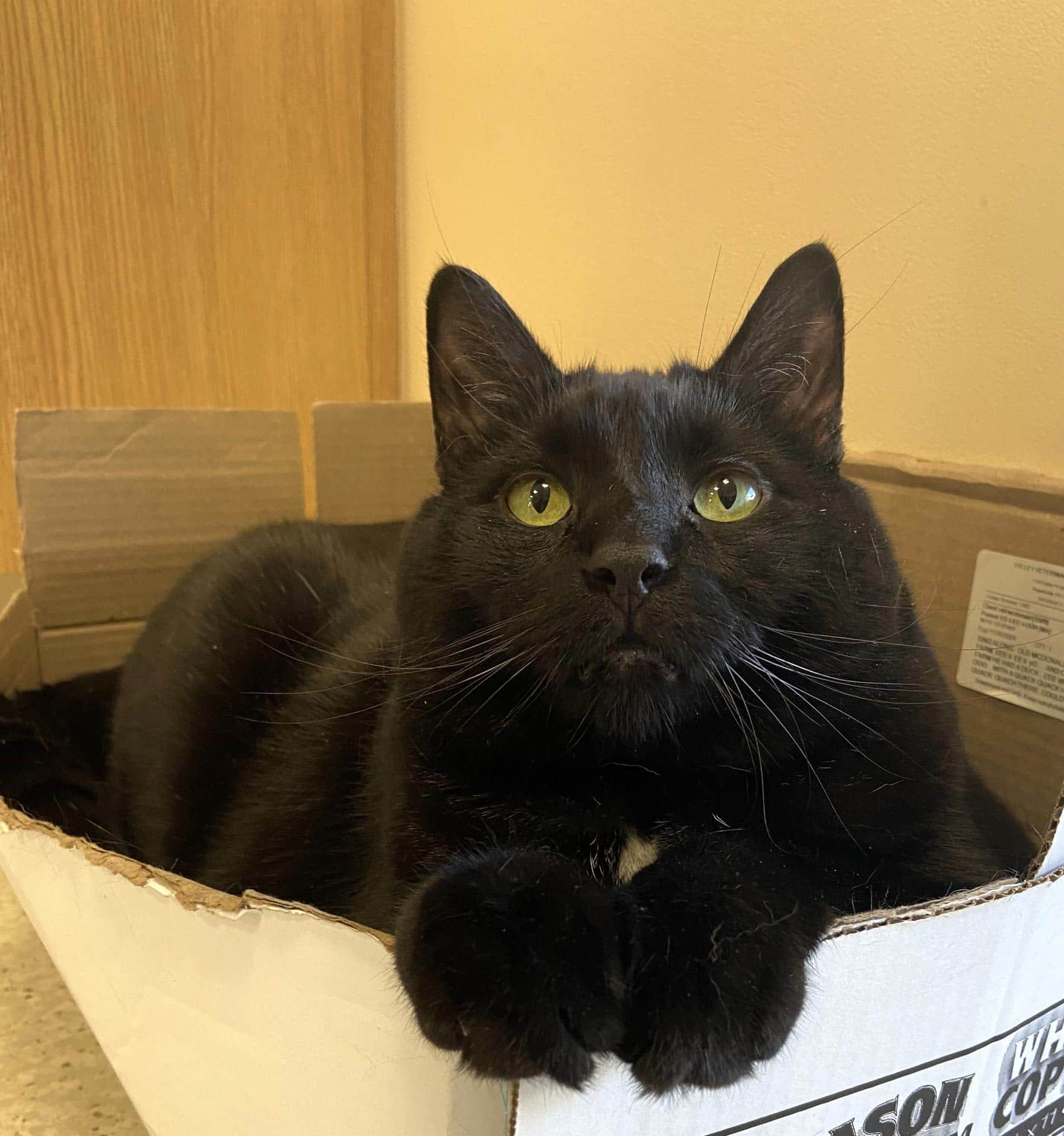 Patrick Black Cat