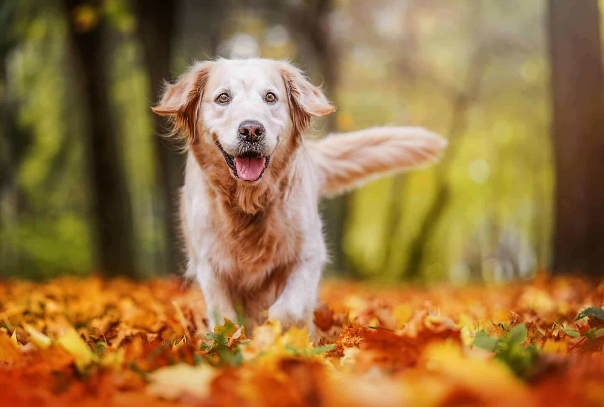 Pet Safety Tips for Autumn | Valley Veterinary Hospital | Veterinarian ...