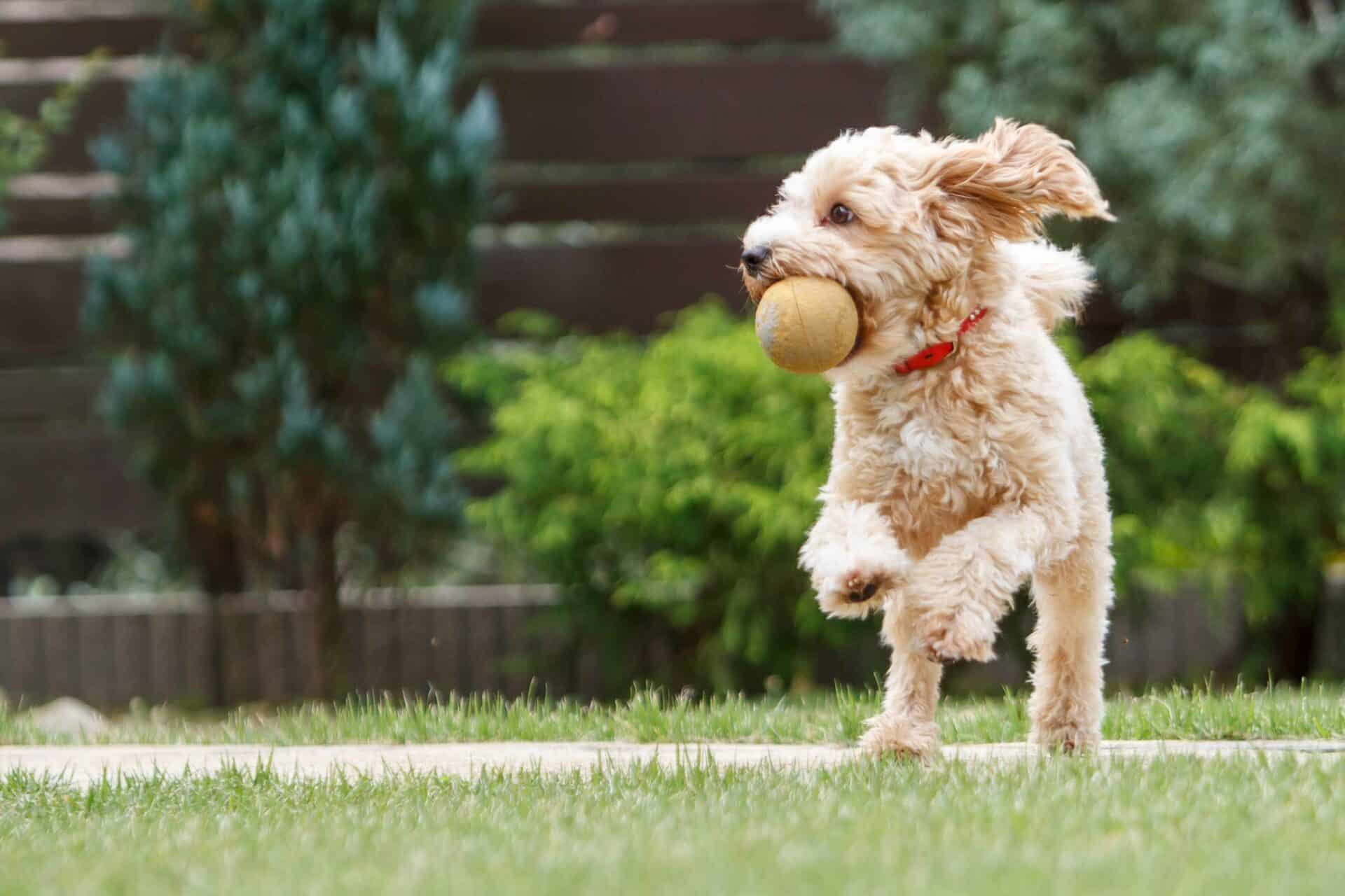 Ready to Get Started? Unleash the Fun | A Day of Play and New Pals
