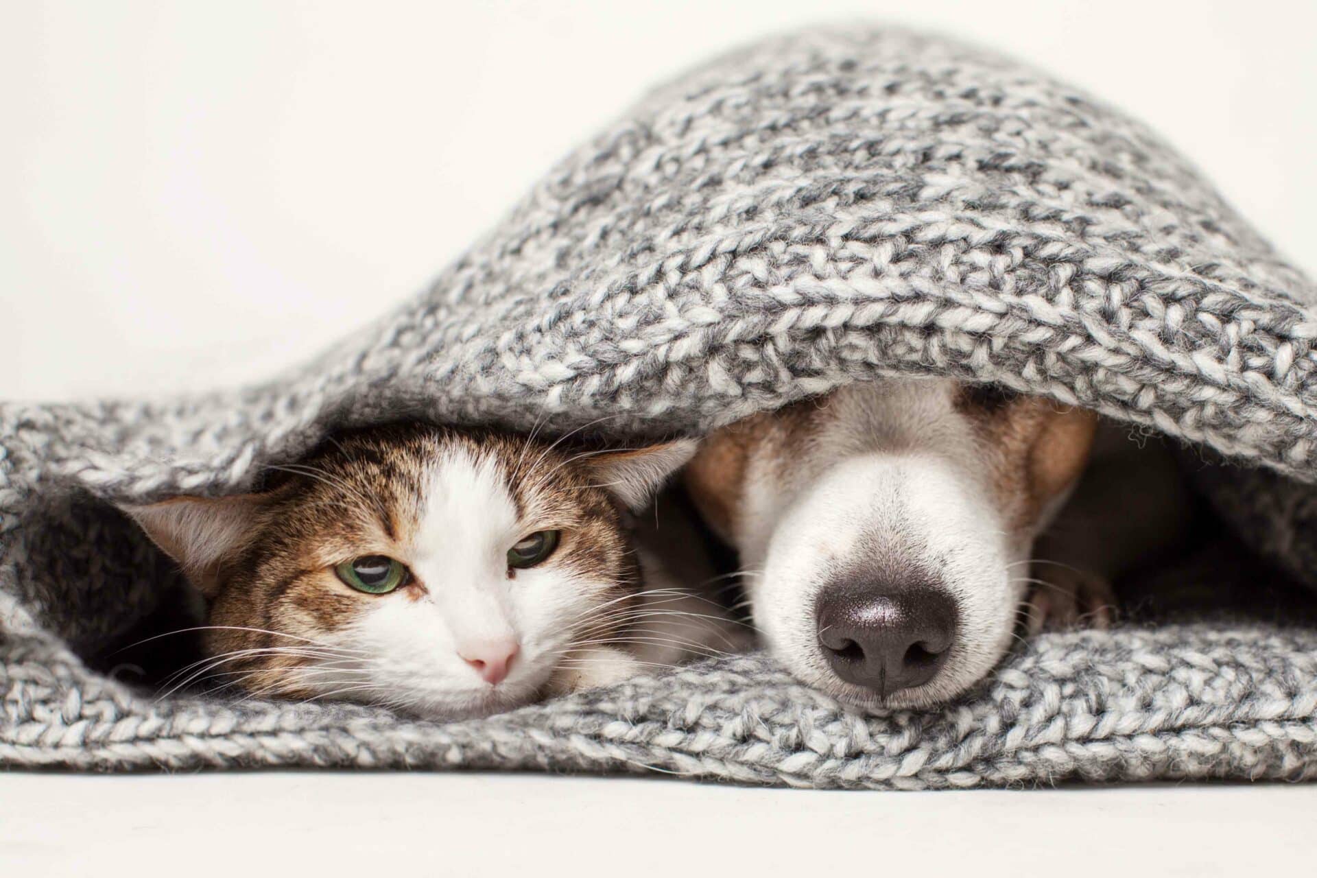 Schedule Your Pet’s Boarding Stay Today