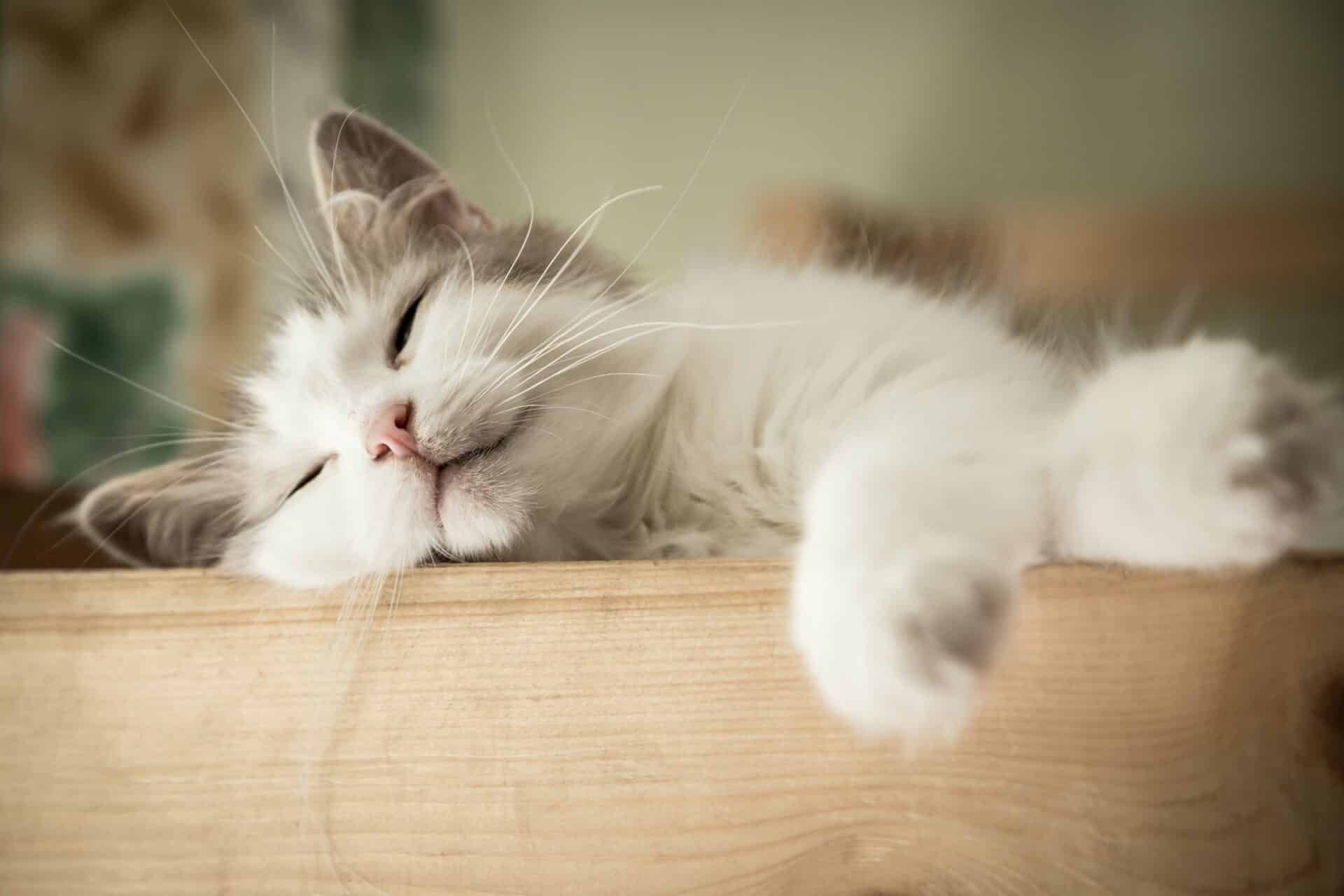 Signs Your Pet Needs Emergency Attention