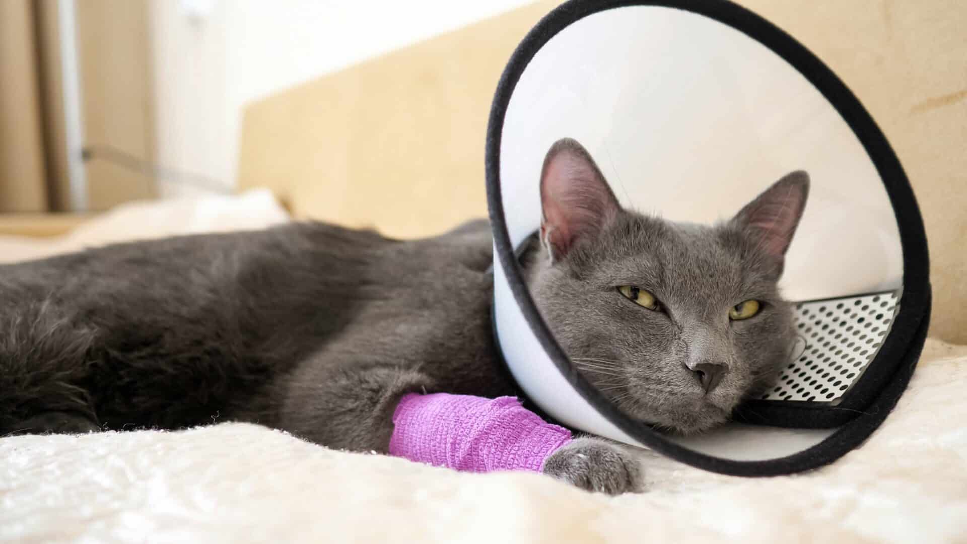 Surgery